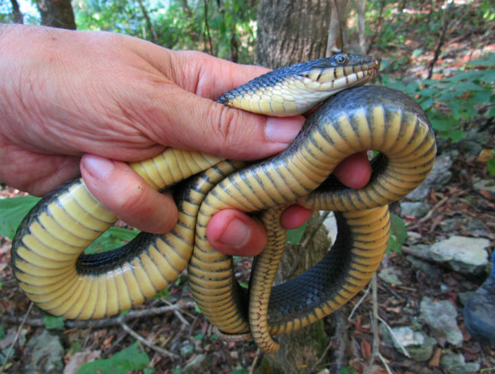 Yellowbelly Water Snake